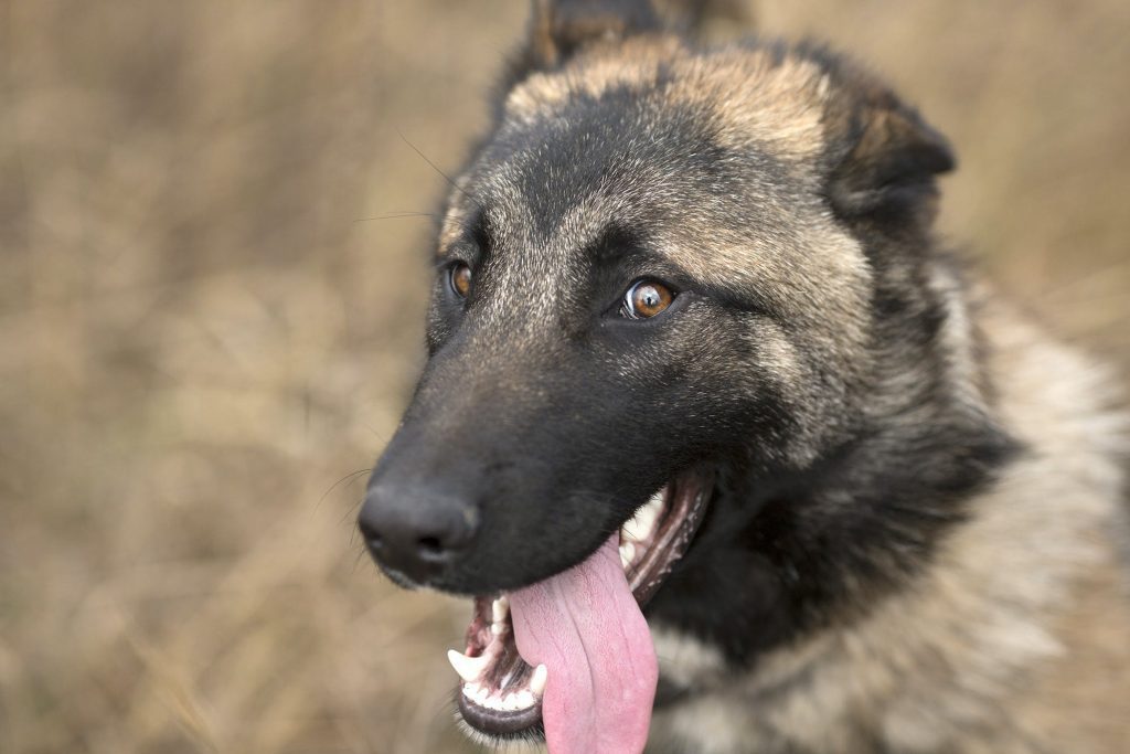 Dog Making Clicking Noise When Panting 2024 Petsical   04f1e5aca1d34d45ad2e69c1a32c85f3 1024x683 