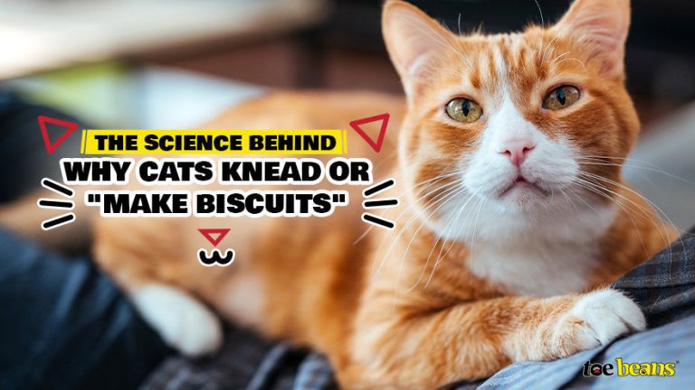 Why Do Cats Drool When They Knead?