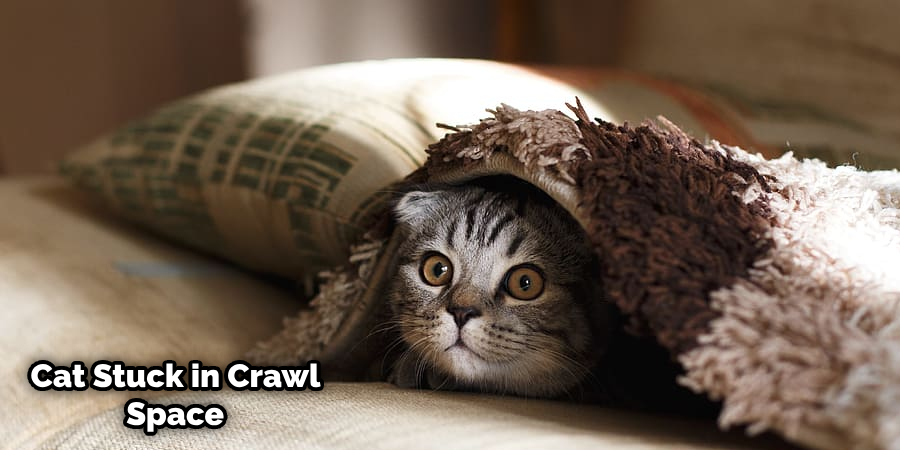 How to Get Cats Out of Crawl Space