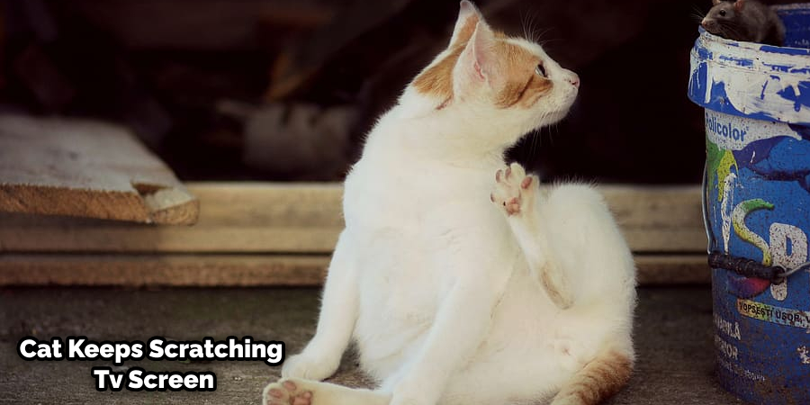 Can a Cat Scratch a Tv Screen