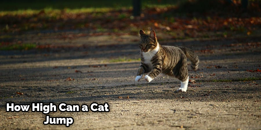 How High Can a Kitten Jump