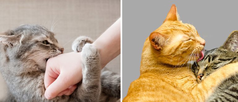 How To Make A Cat Horny