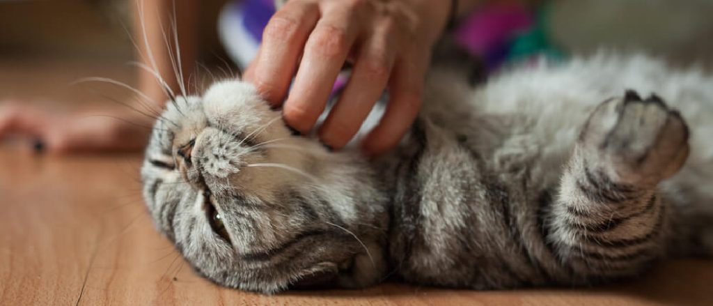 How to Keep Cats off Reptile Cages