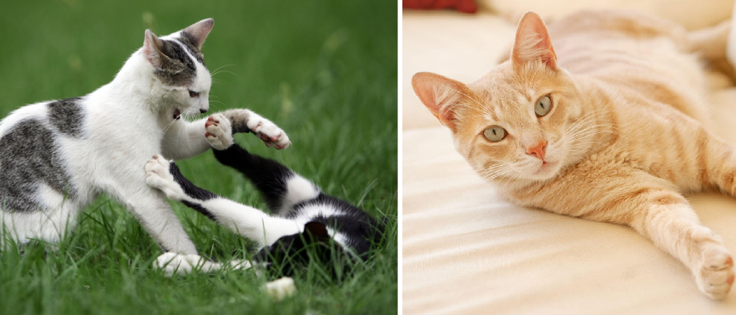 Can a Neutered Cat Get a Female Pregnant