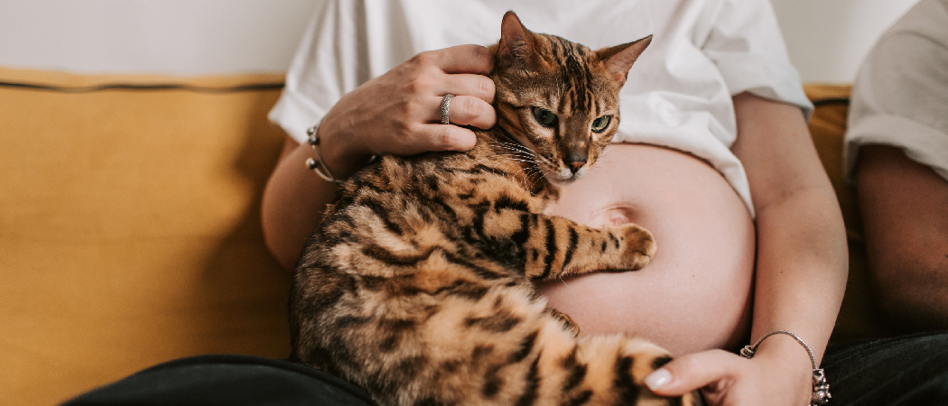 Why Do Cats Knead Pregnant Bellies