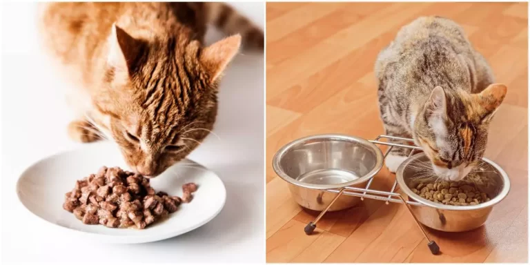 Why Do Cats Close Their Eyes When They Eat?