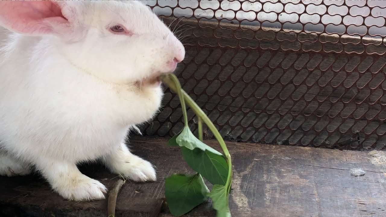 What Can Bunnies Drink Besides Water