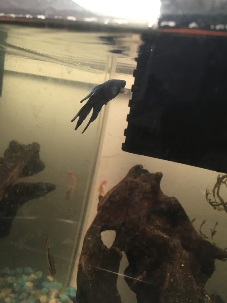 Why are My Betta Fish Fins Stuck Together 2023 Petsical