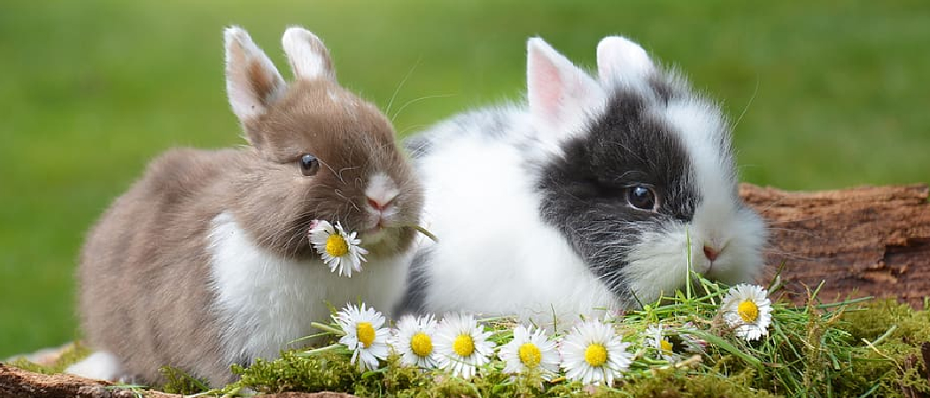 Can Bunnies Eat Spring Mix