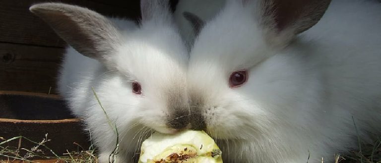Can Rabbits Eat Rice Cakes