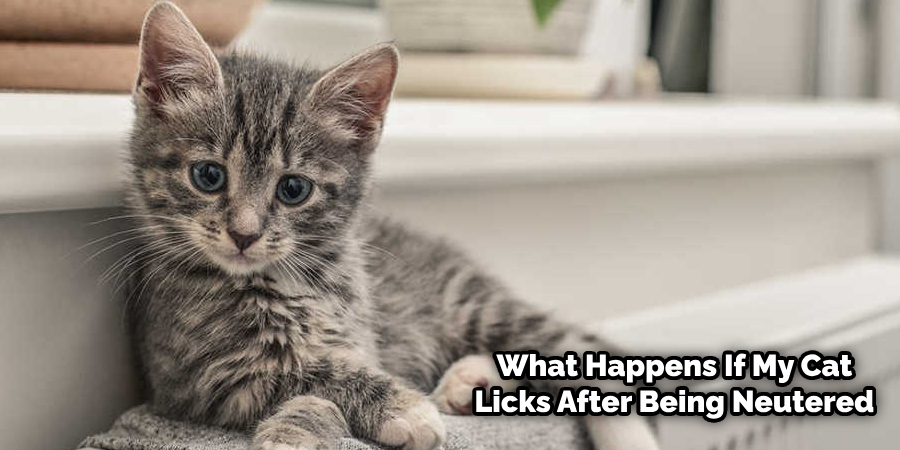 Can My Cat Lick Himself After Being Neutered