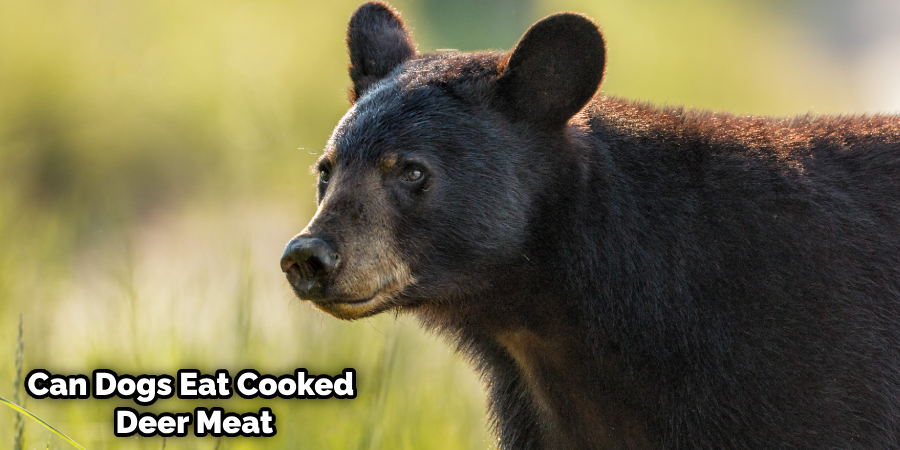Can Dogs Eat Bear Meat