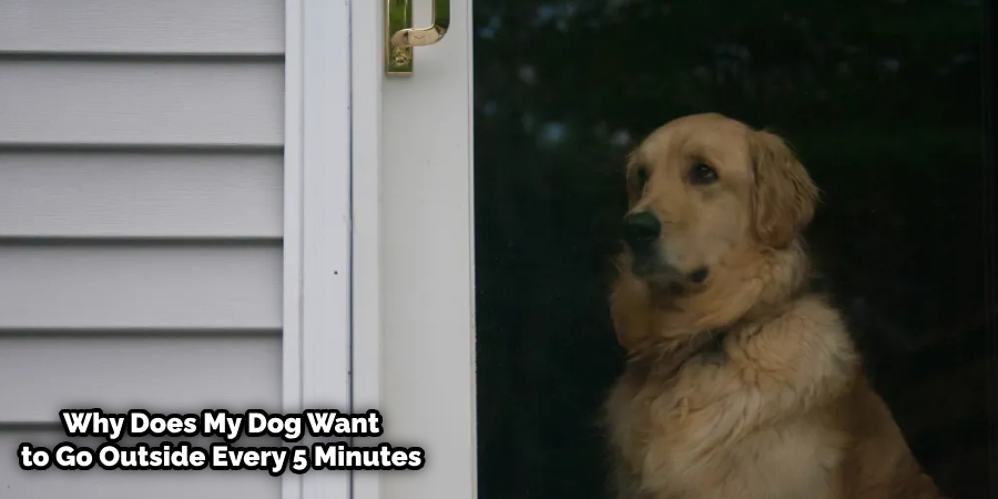 Dog Wants to Go Outside Multiple Times at Night