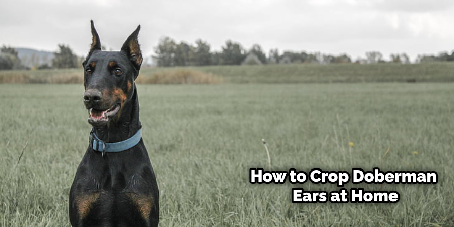 How to Make Doberman Ears Stand Up Without Cropping