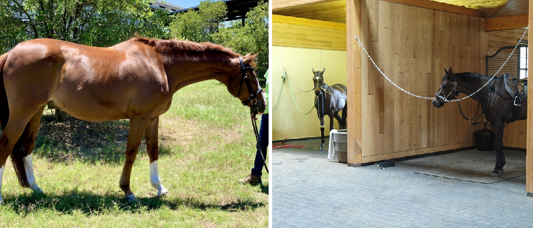 How to Become an Equine Appraiser