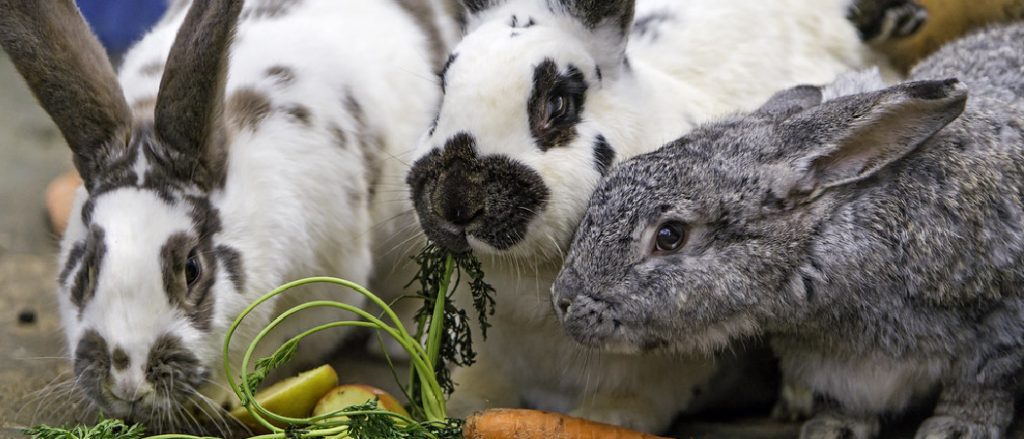 Can Rabbits Eat Carrot Tops