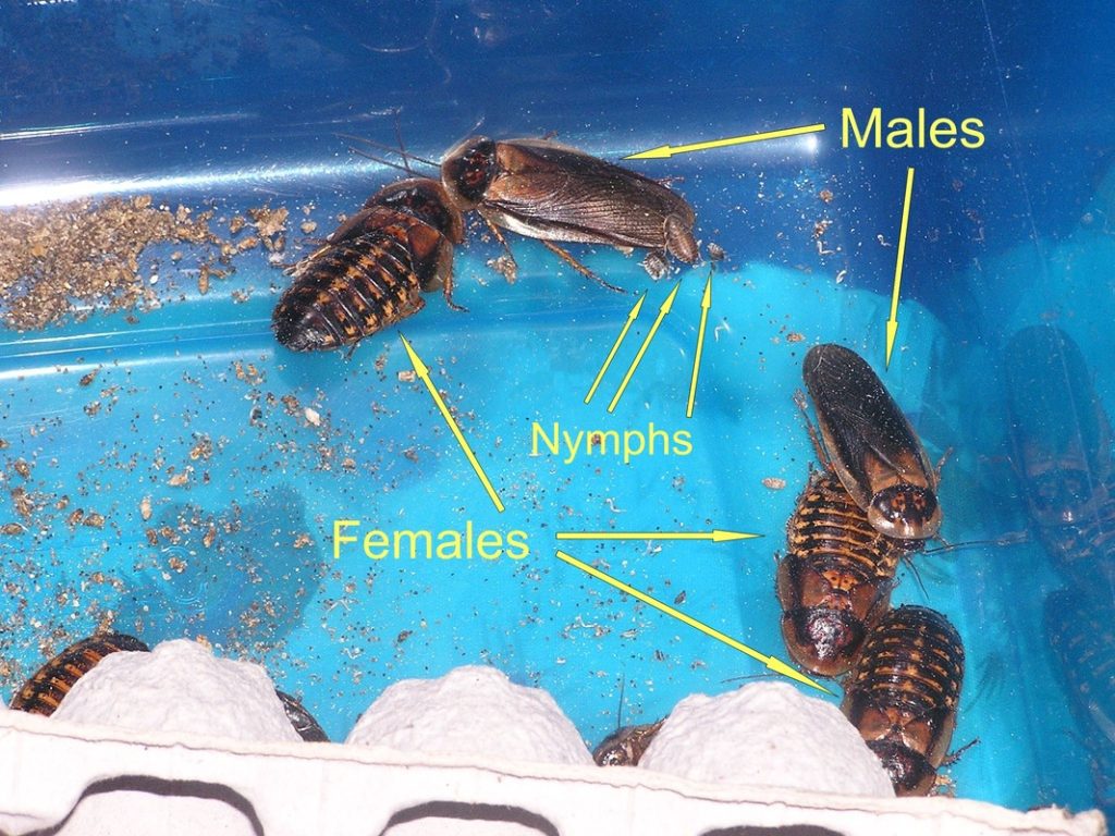 How to Kill Dubia Roaches 2024 Petsical