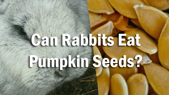 Can Rabbits Have Pumpkin Seeds