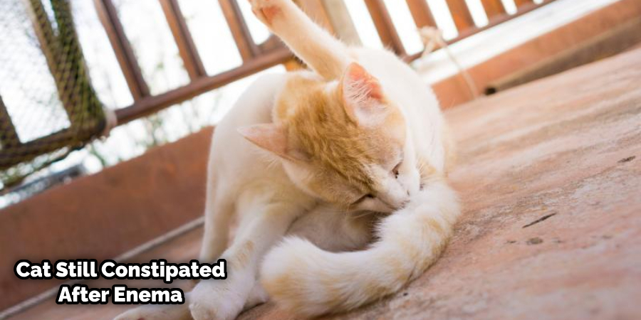 What to Expect After the Cat Has an Enema?
