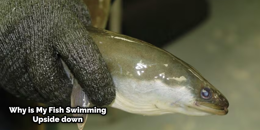 Why Do Eels Swim Upside down