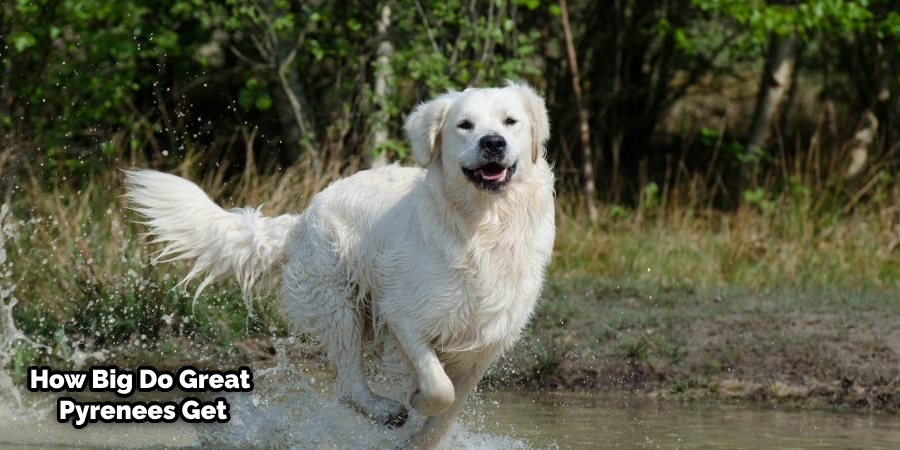 Can the Great Pyrenees Kill a Pitbull?