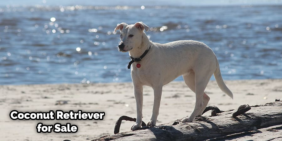 What is a Coconut Retriever