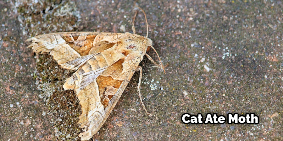 Can Cats Get Sick from Eating Moths
