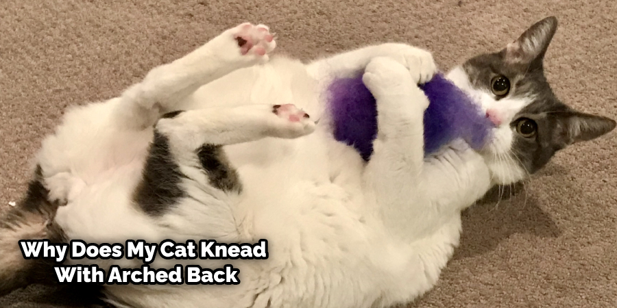 Cat Kneading With Hind Legs