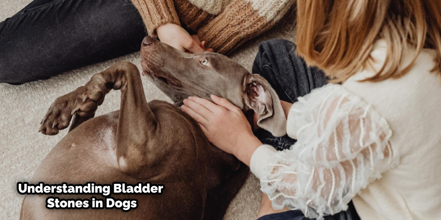 The Dog Died After Bladder Stone Surgery