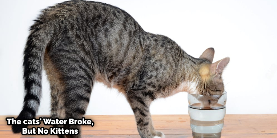 How to Tell If Cats Water Broke