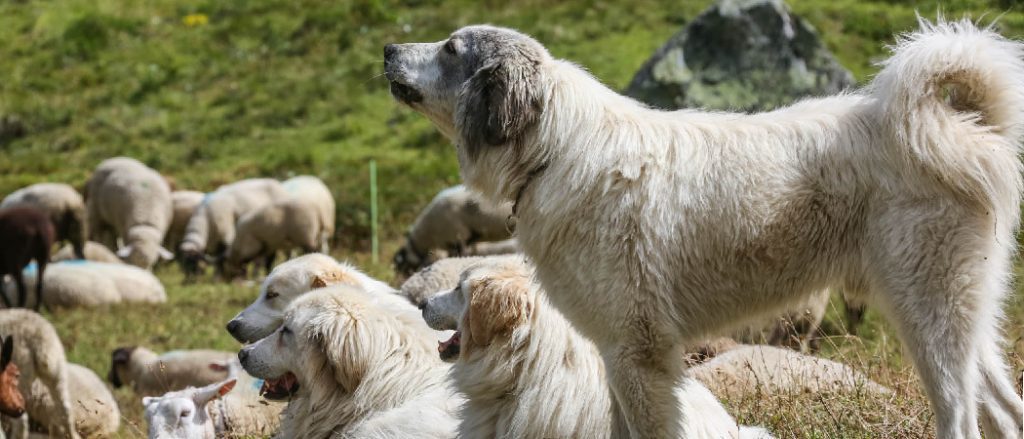 Can the Great Pyrenees Kill a Pitbull?