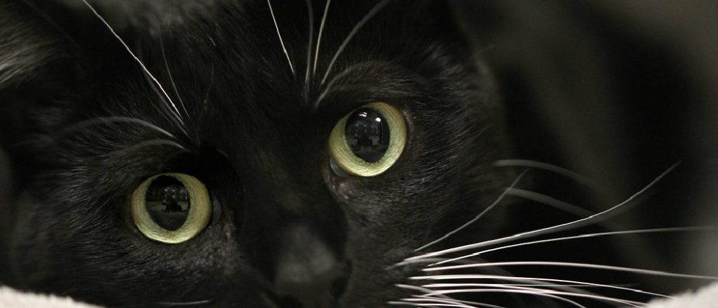 Cat Eyes Dilated After Anaesthesia