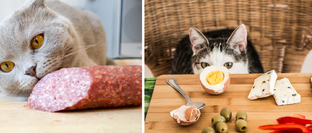What to Do If My Cat Ate Corned Beef