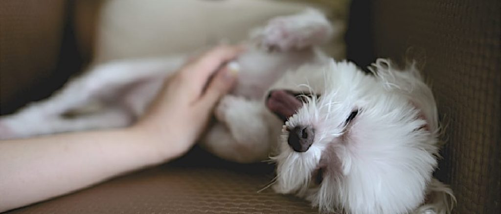 What Color Should a Puppy'S Belly Be