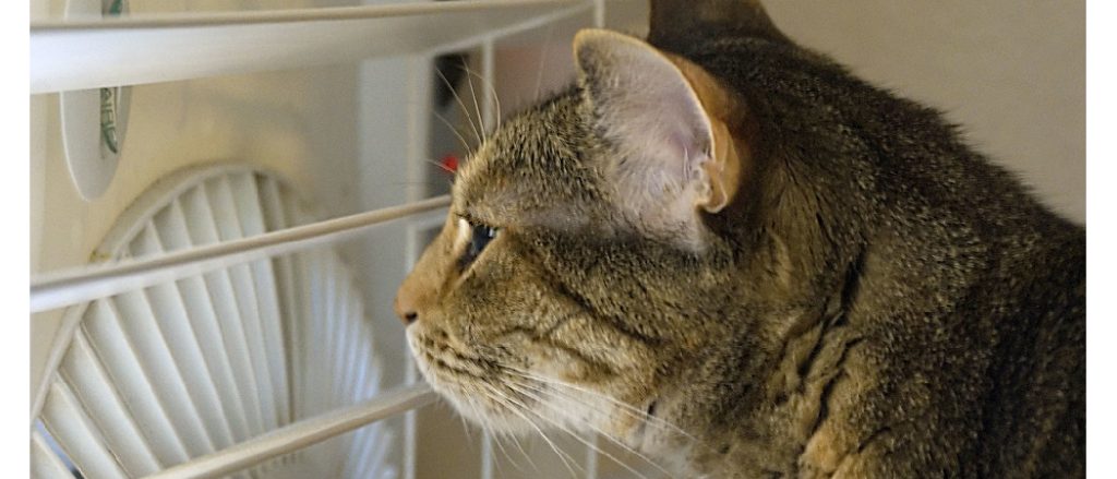 Cat Scared of Air Conditioner
