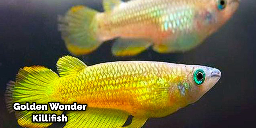Golden Wonder Killifish Male Vs Female