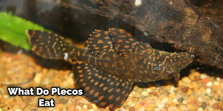 How to Tell If Your Pleco is Happy