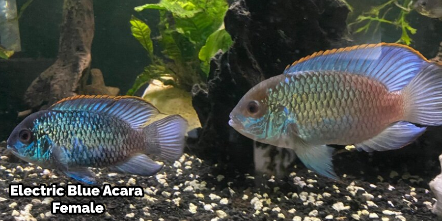 Blue Acara Male Vs Female