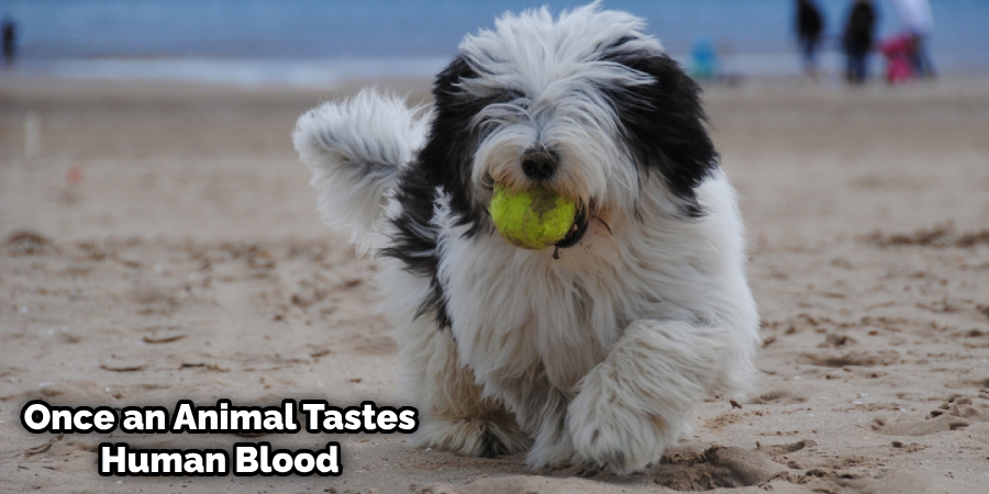 What Happens When a Dog Tastes Blood