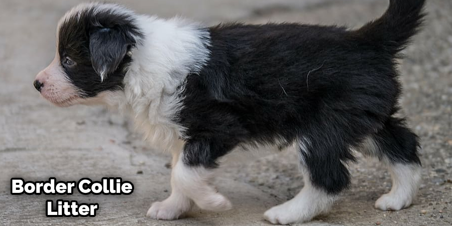 How Many Puppies Do Border Collies Have