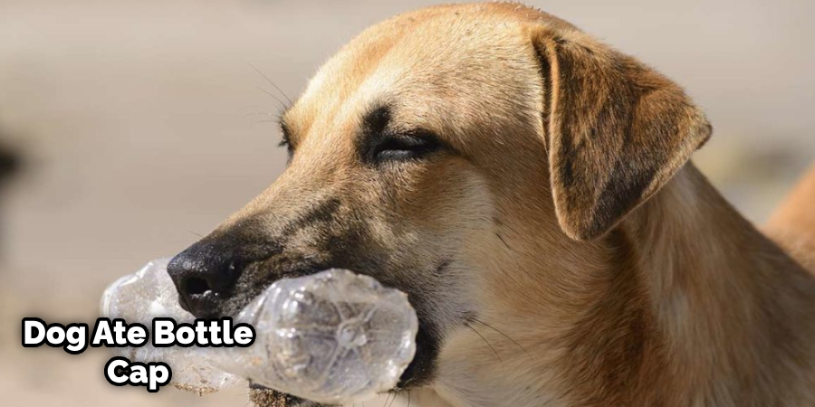 Dog Ate a Plastic Bottle Cap