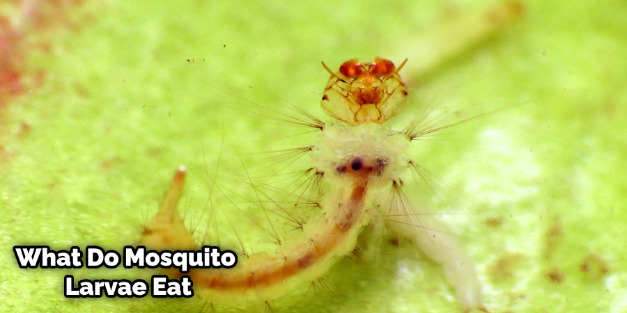 Live Mosquito Larvae for Sale