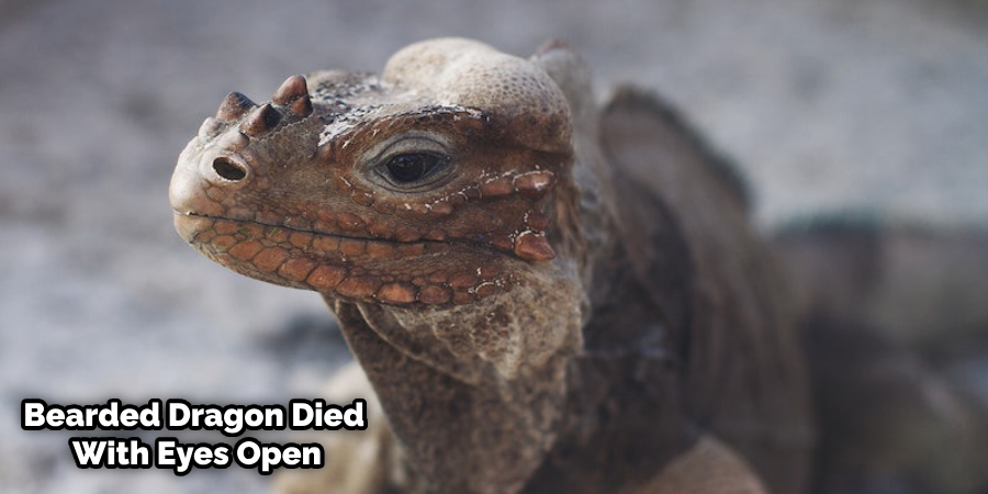 Bearded Dragon Died With Mouth Open