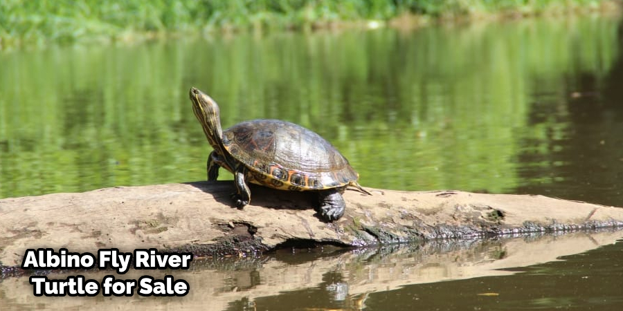 Flying River Turtle for Sale
