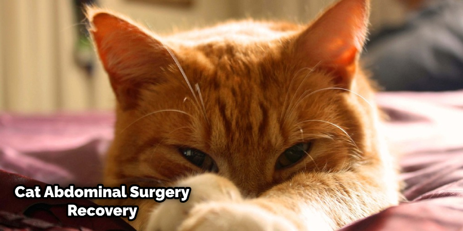 Cat Not Sleeping After Surgery