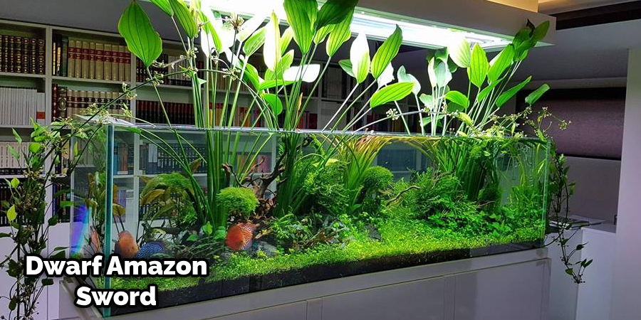 Amazon Sword Growing Out of Water