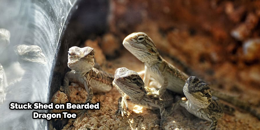How to Get Stuck Shed off a Bearded Dragon