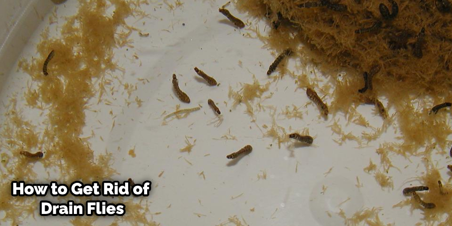 Drain Fly Larvae in a Fish Tank