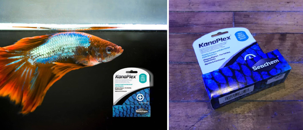 Is Kanaplex Safe for Snails?