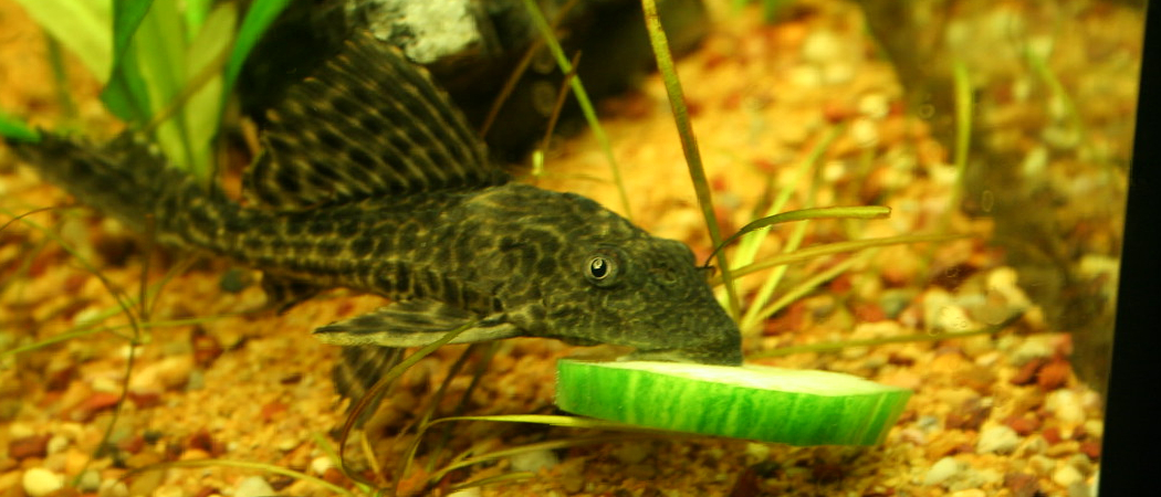 How to Tell If Your Pleco is Happy